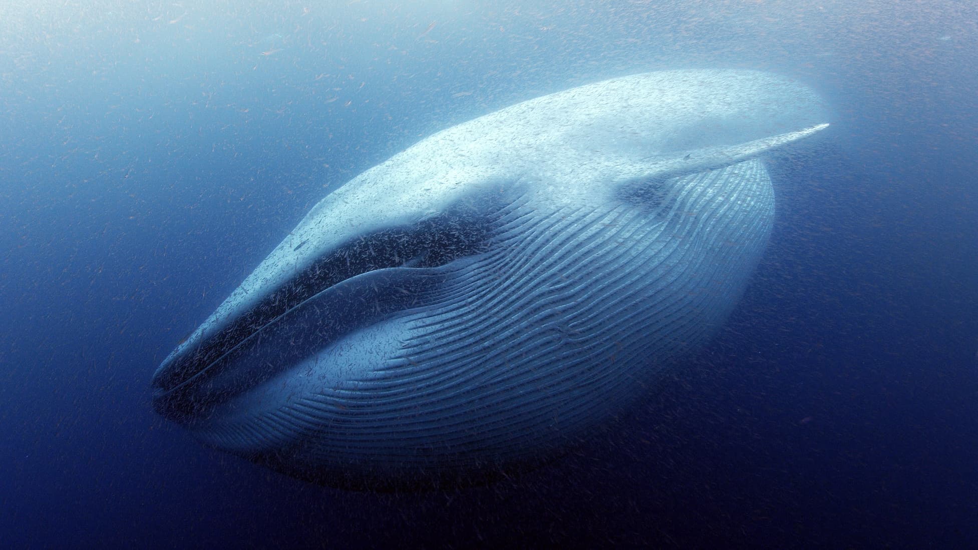15_SOS_BlueWhale - 01