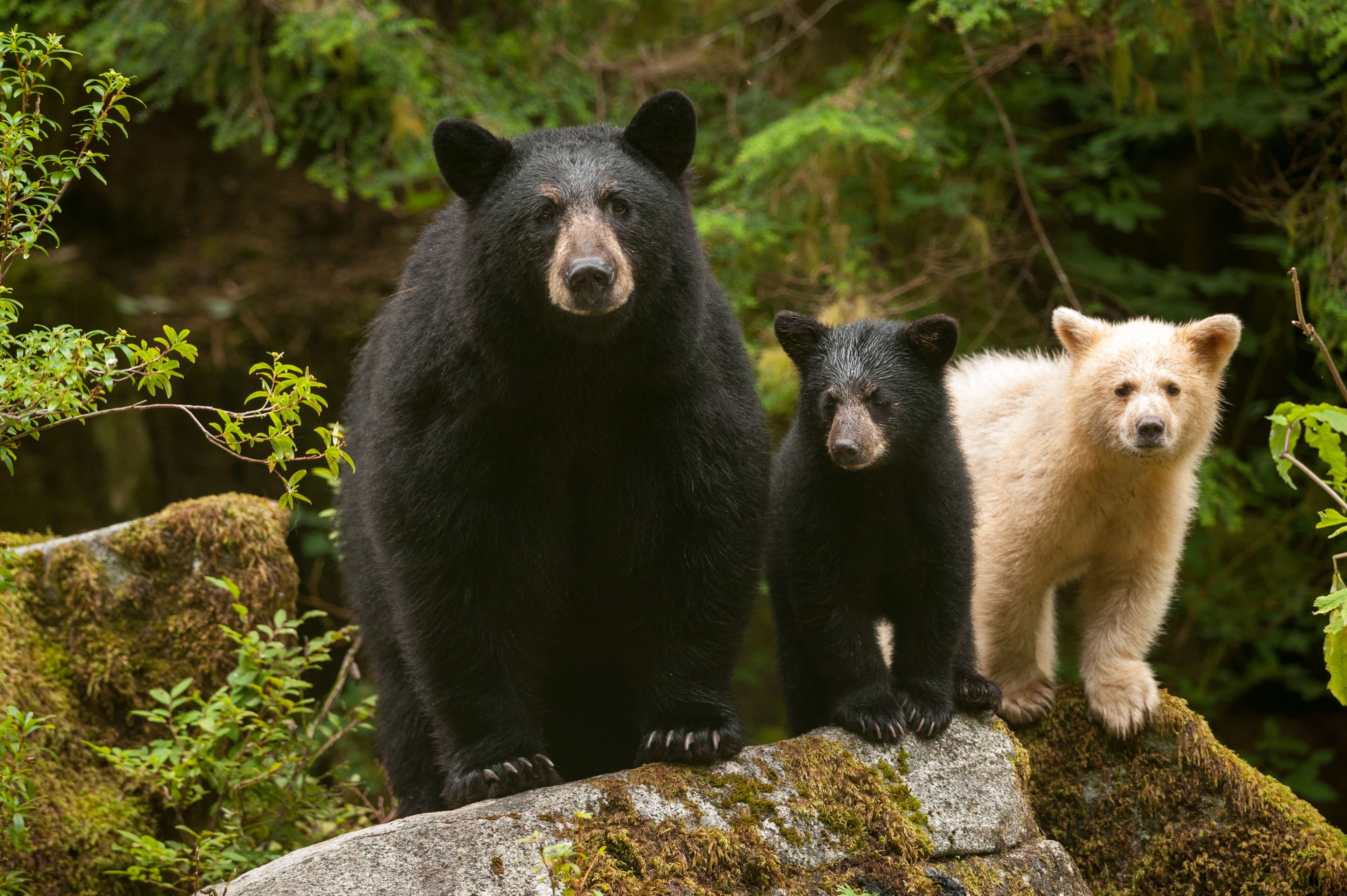 GBR_13_BearFamily