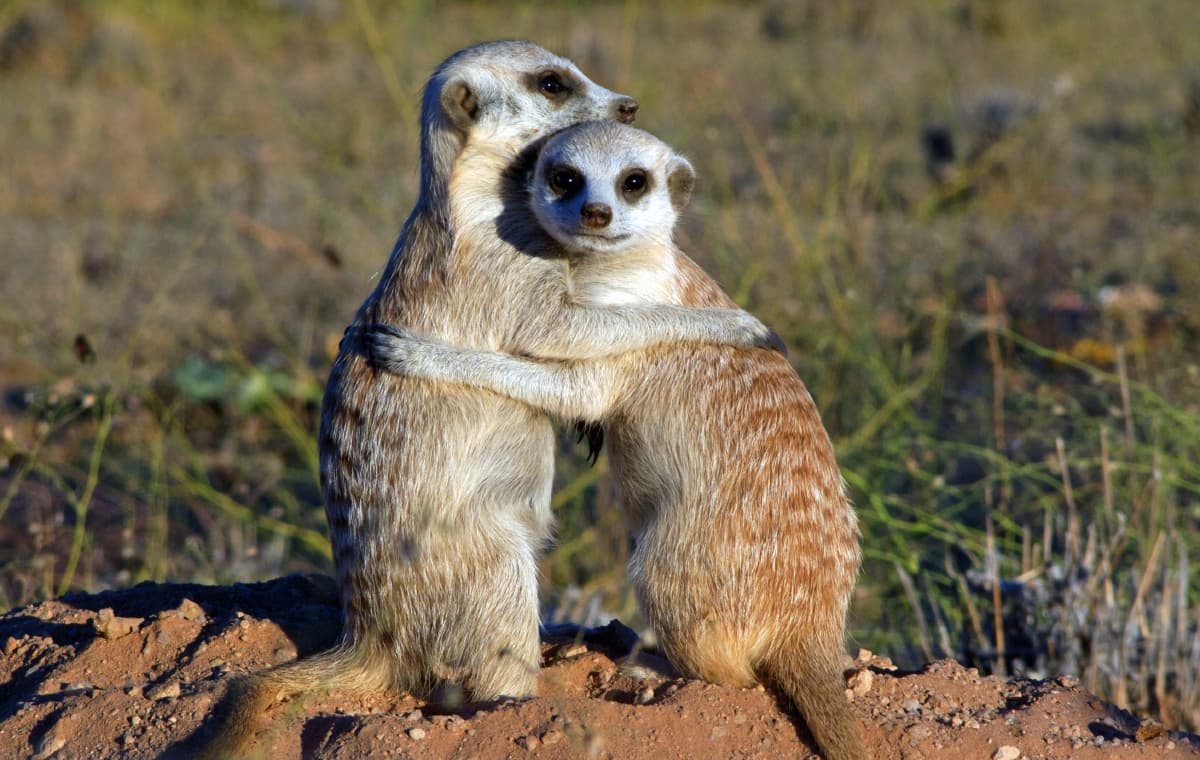 ClanOfTheMeerkat_02
