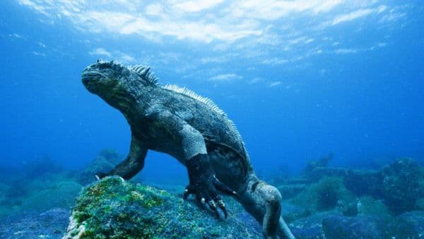 Galapagos_Still_0001-1225-600-450-80