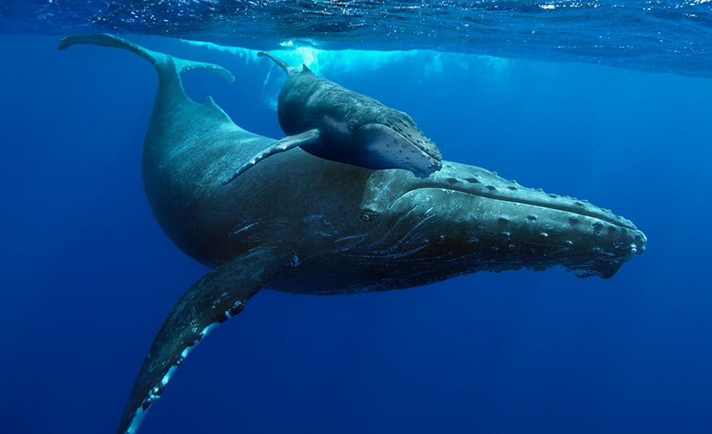 humpbackwhales_image01_mom-calf