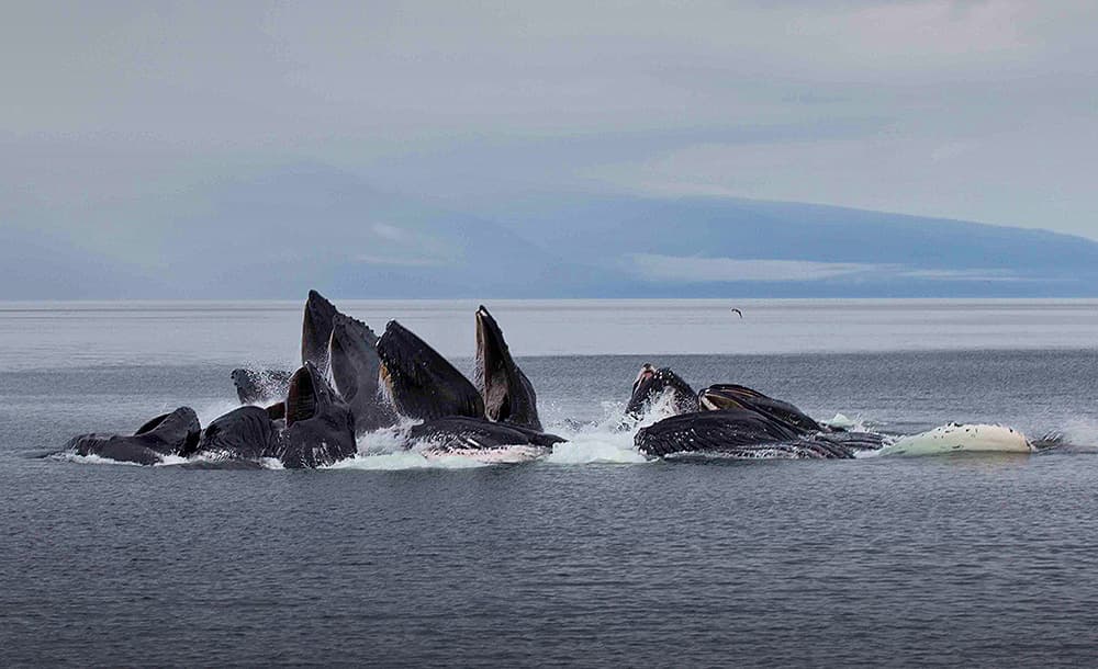 humpbackwhales_image05_bubblenetting