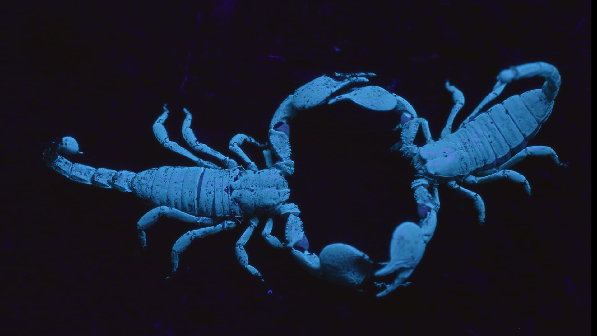 MM3D-PR35-Scorpion-Dance