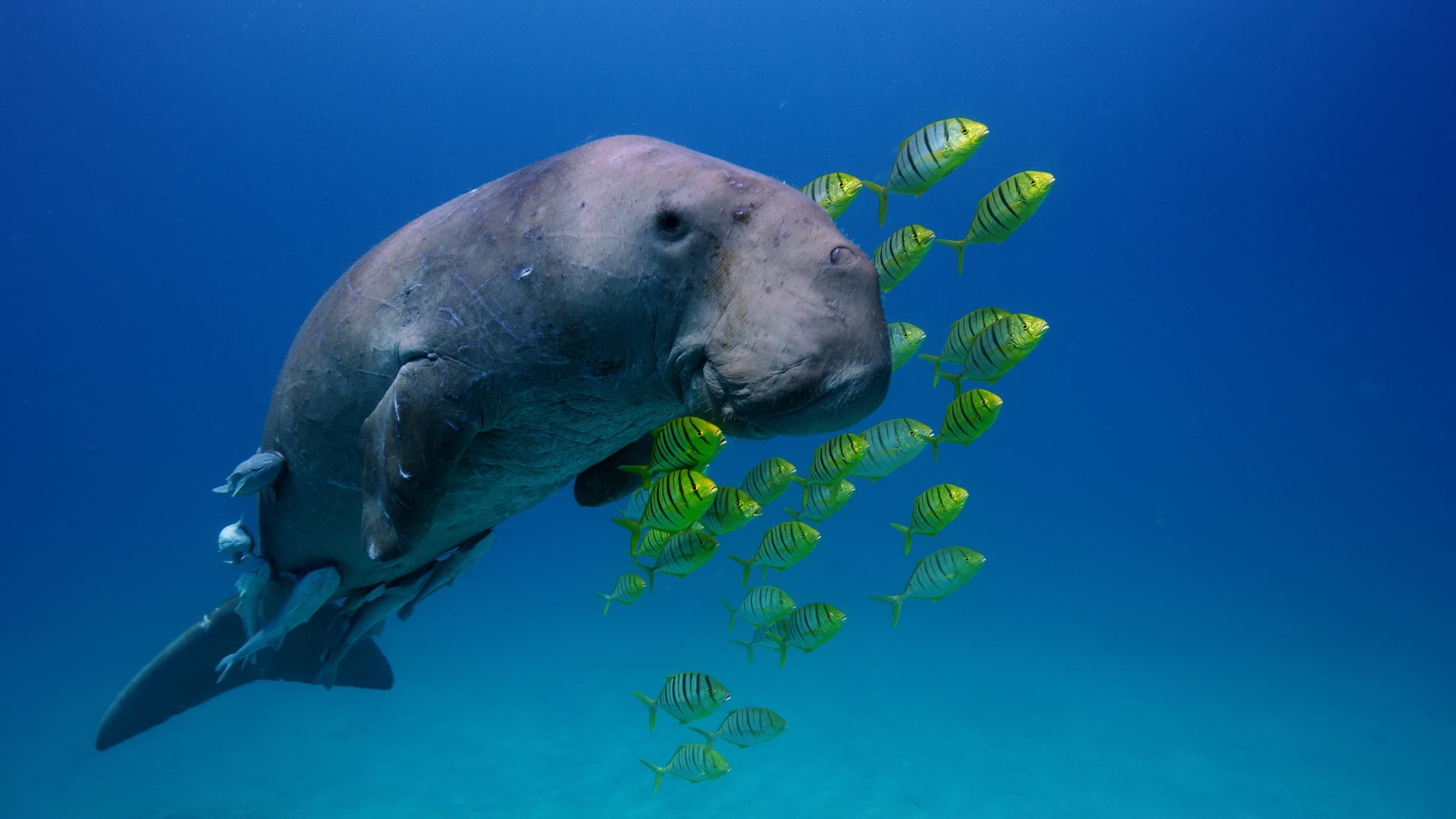 21_SOS_Dugong - 01