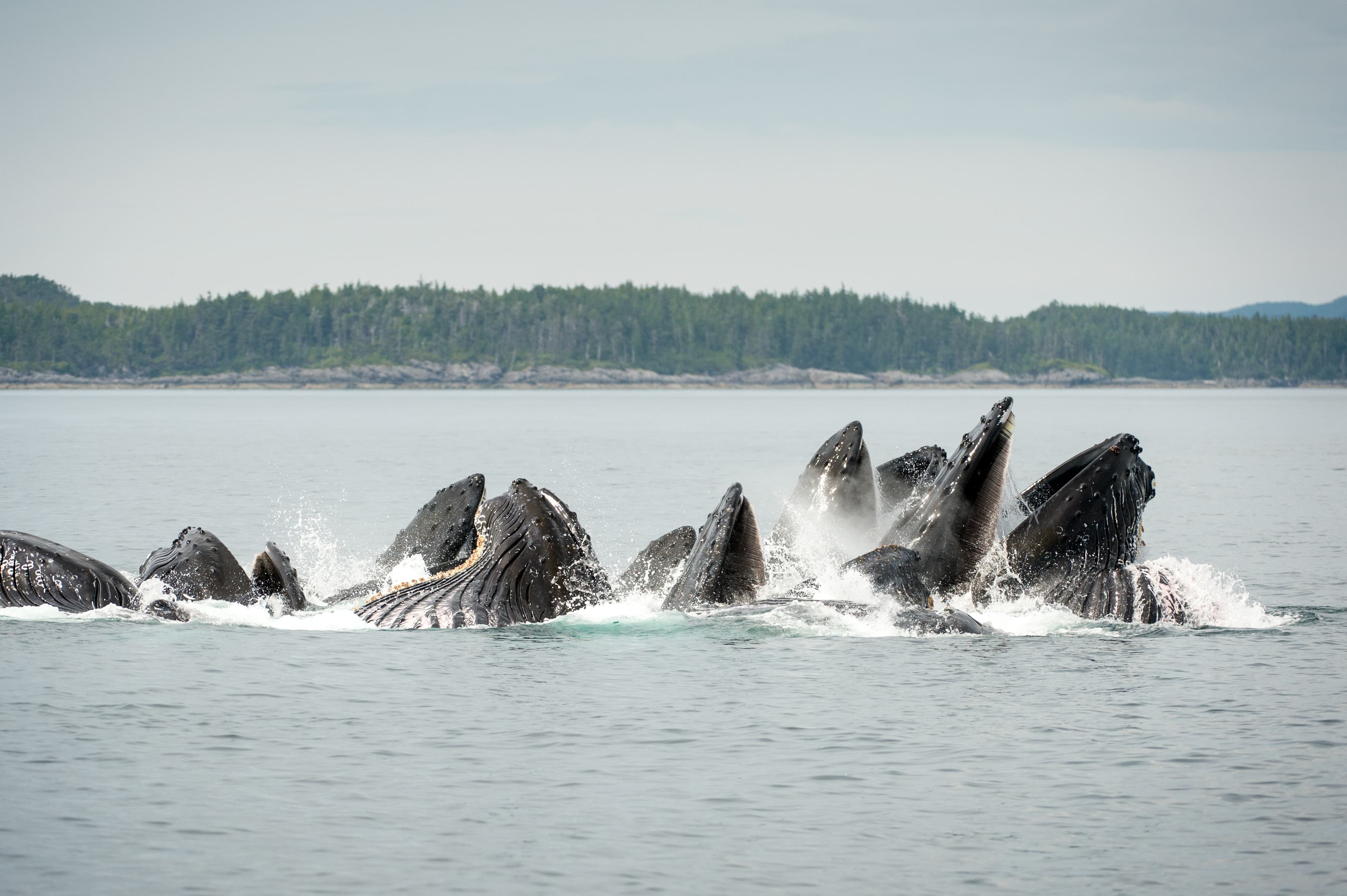GBR_08_Humpbacks