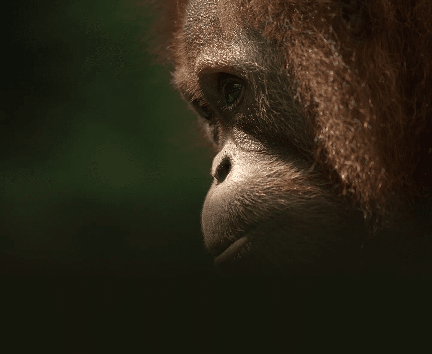 thegreatapes_hero_banner_desktop_6ab5a12370
