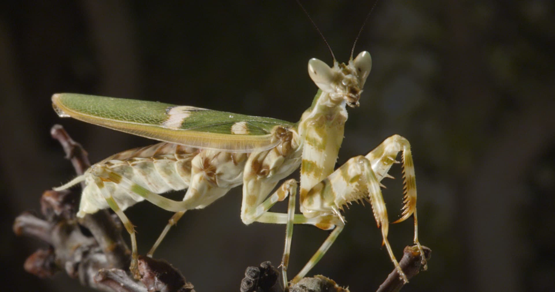 MM3D-PR8-Mantis