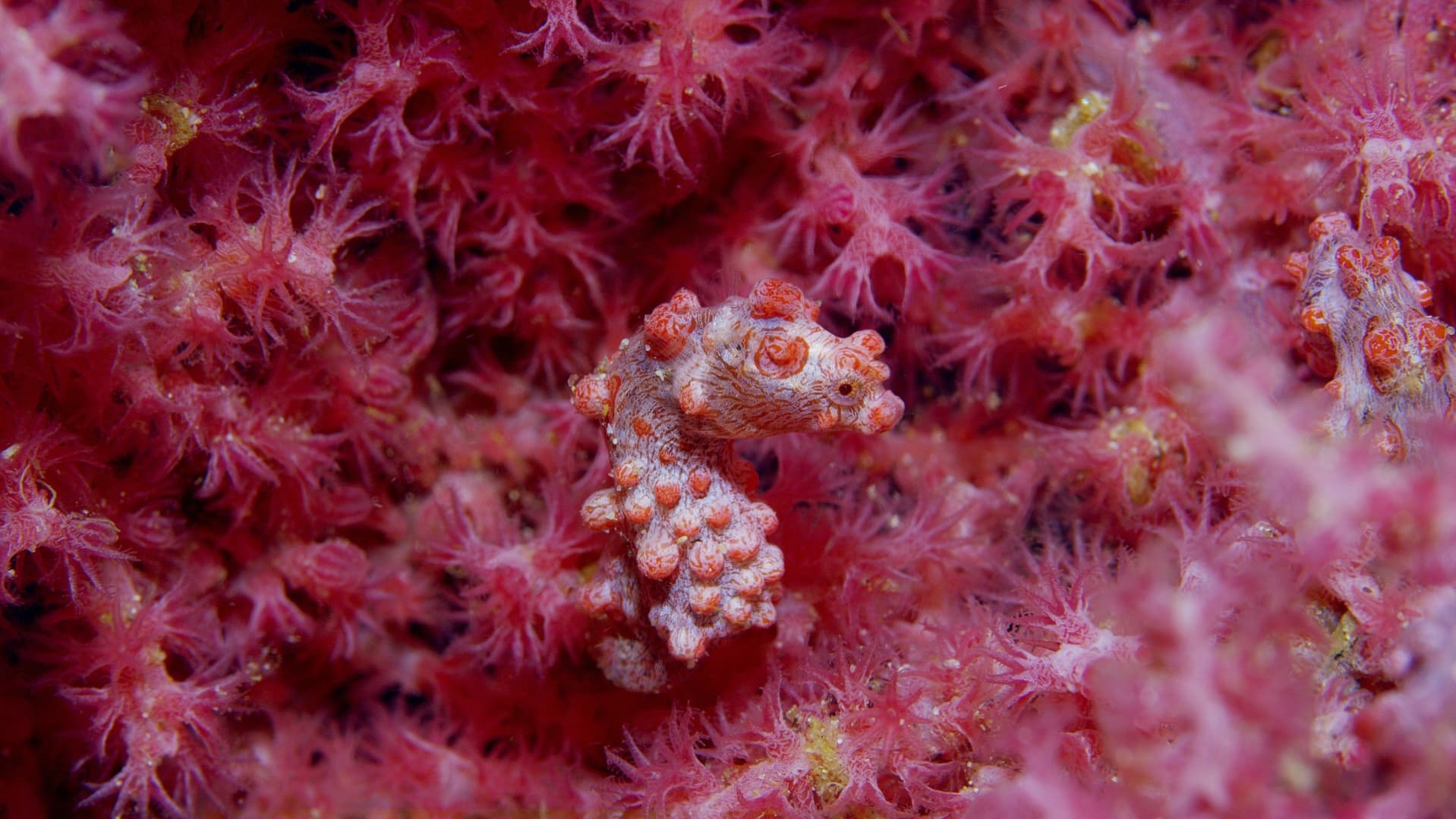 25_SOS_PygmySeahorse - 01
