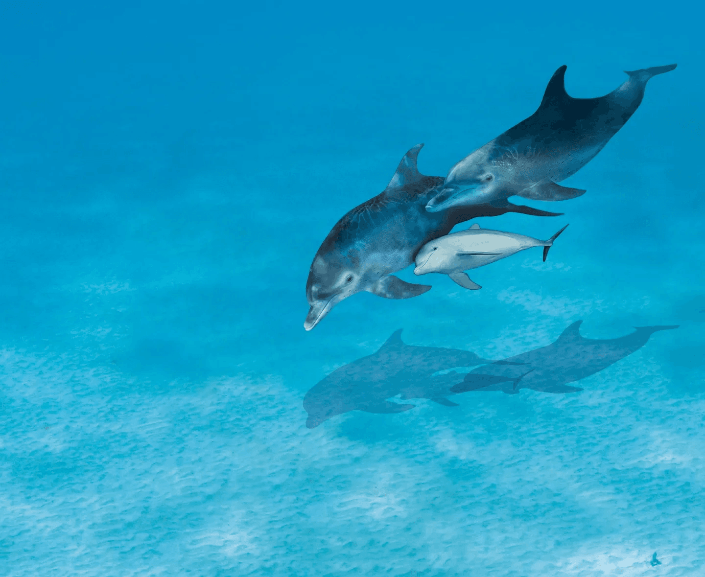 dolphins_hero_banner_desktop_50ac793d18