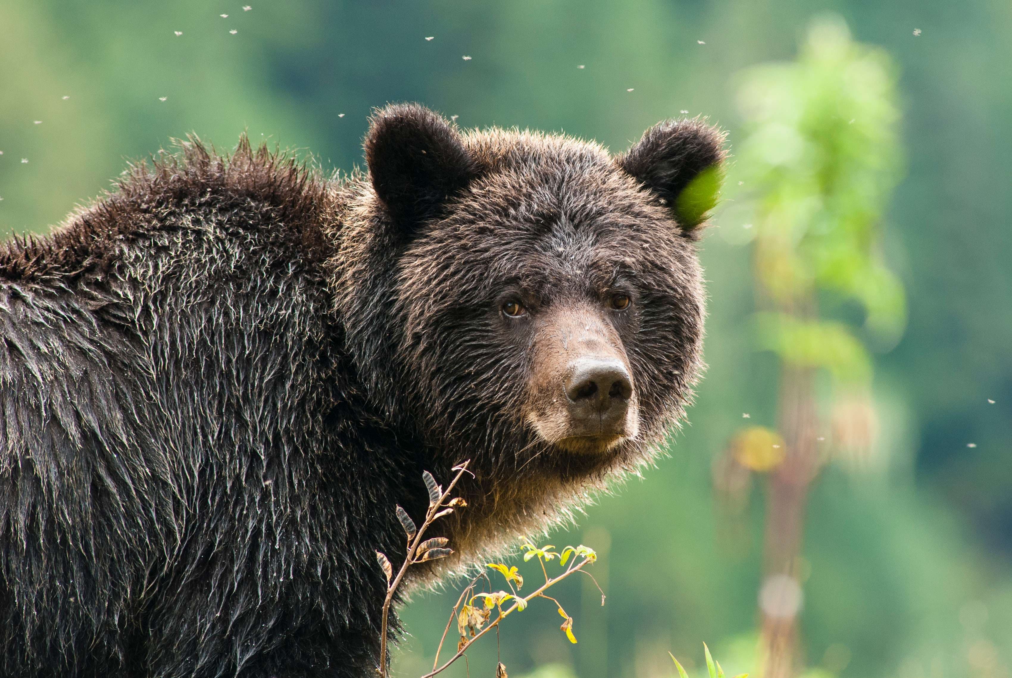 GBR_05_GrizzlyProfile