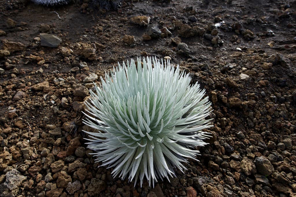 LIS_005_Silversword