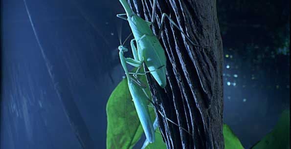 BUGS_G3-571-600-450-80