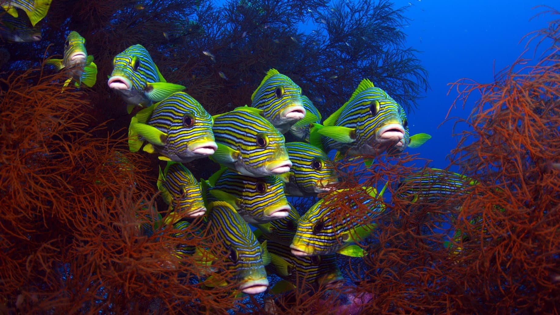 09_SOS_Sweetlips - 01