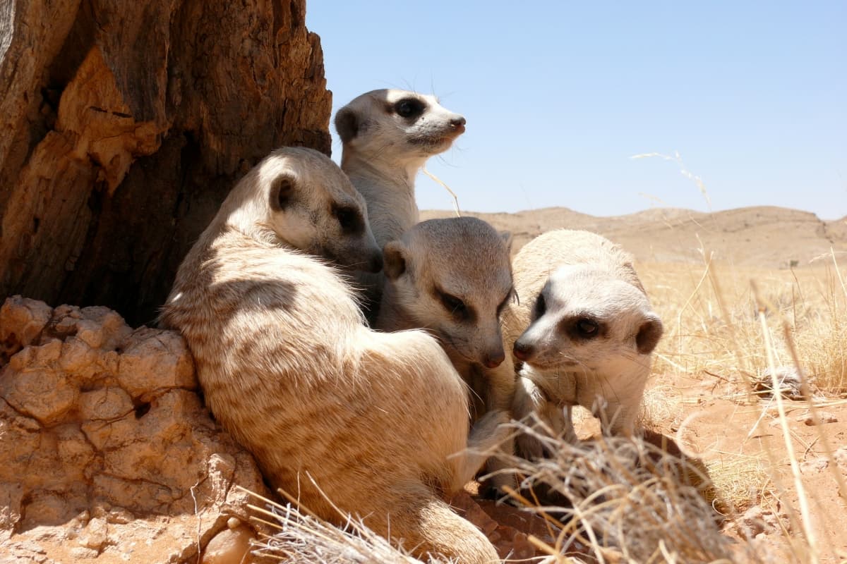 ClanOfTheMeerkat_07