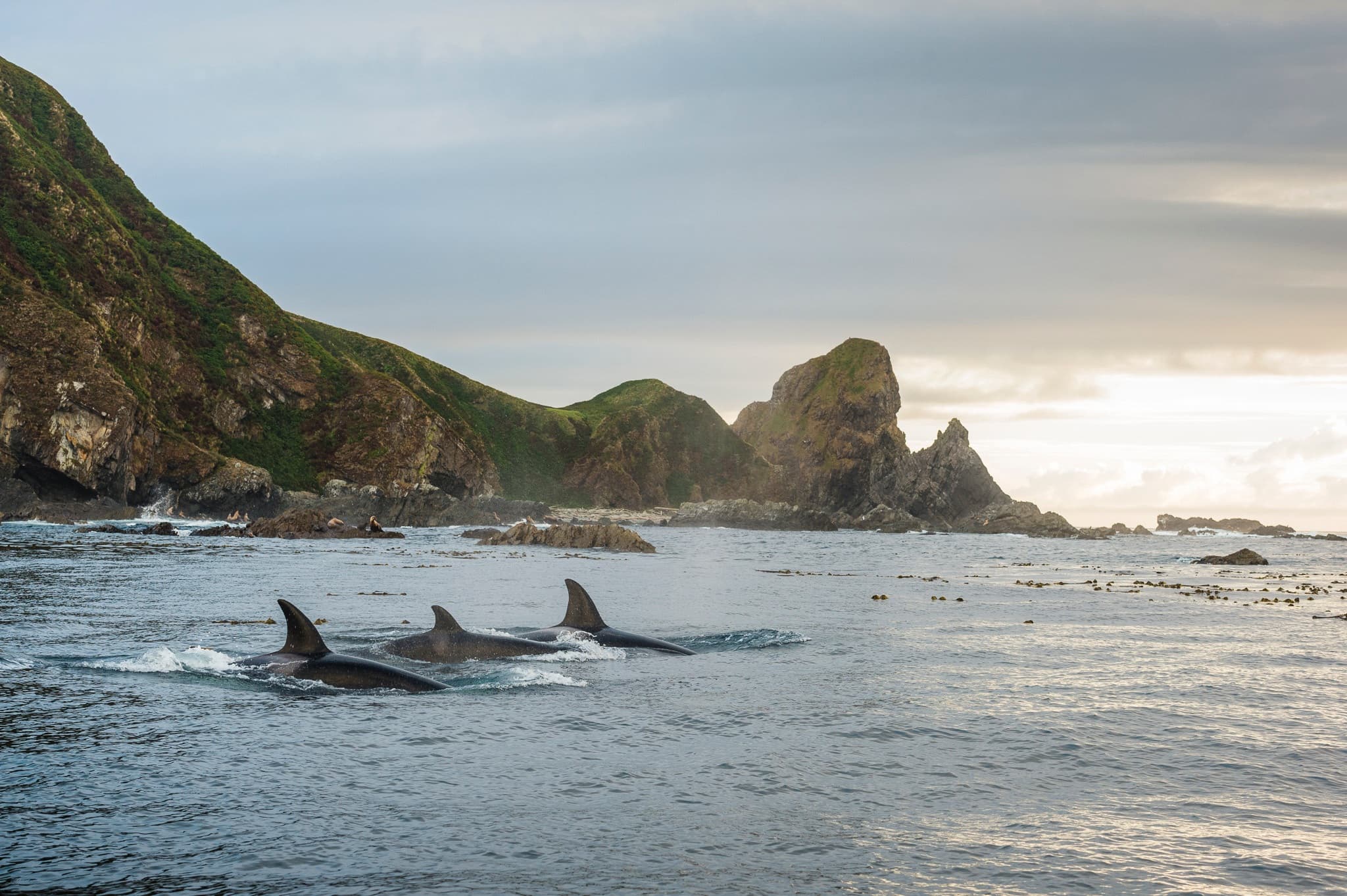 GBR_11_Orcas