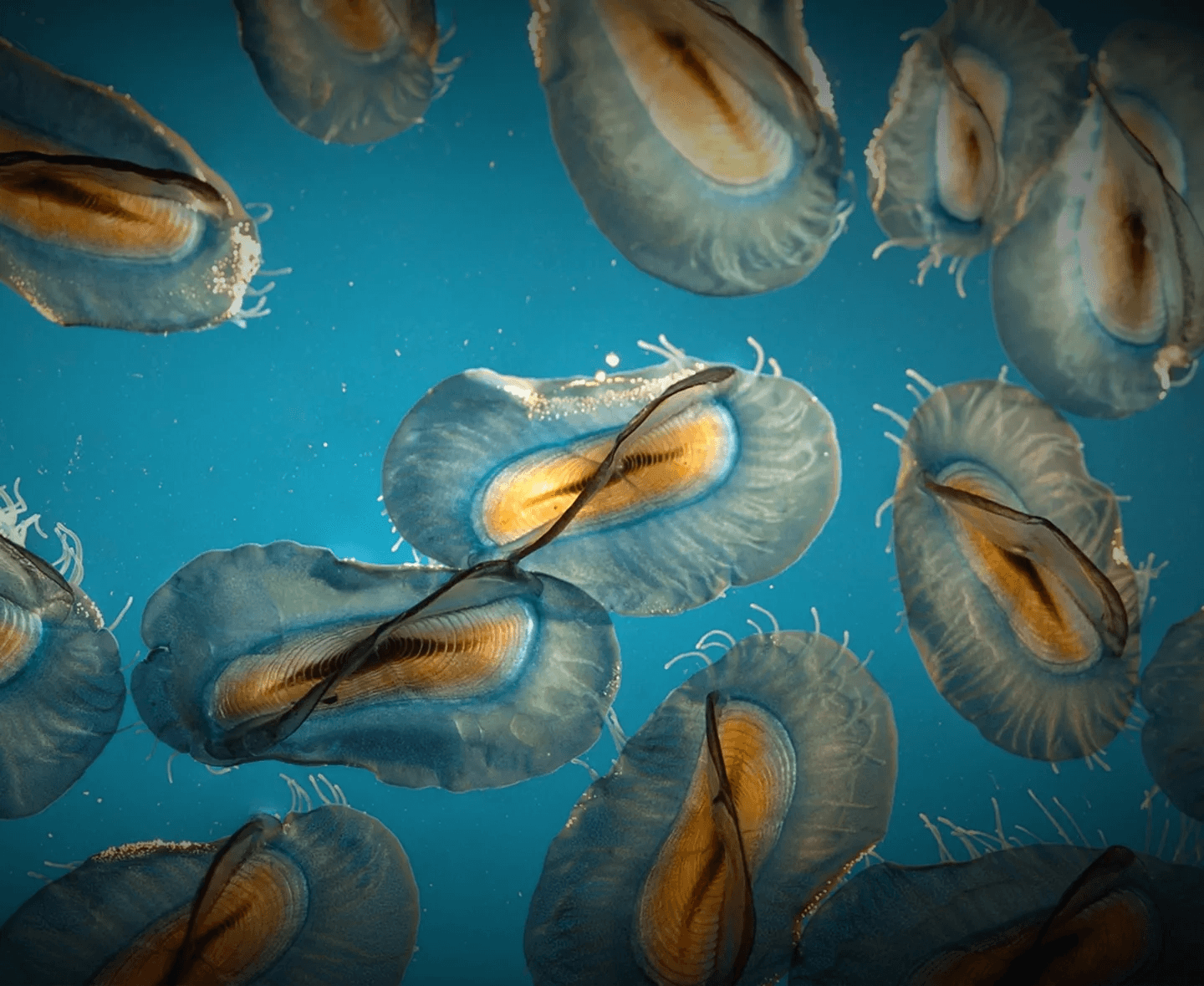 plankton_hero_banner_desktop_d38270b359