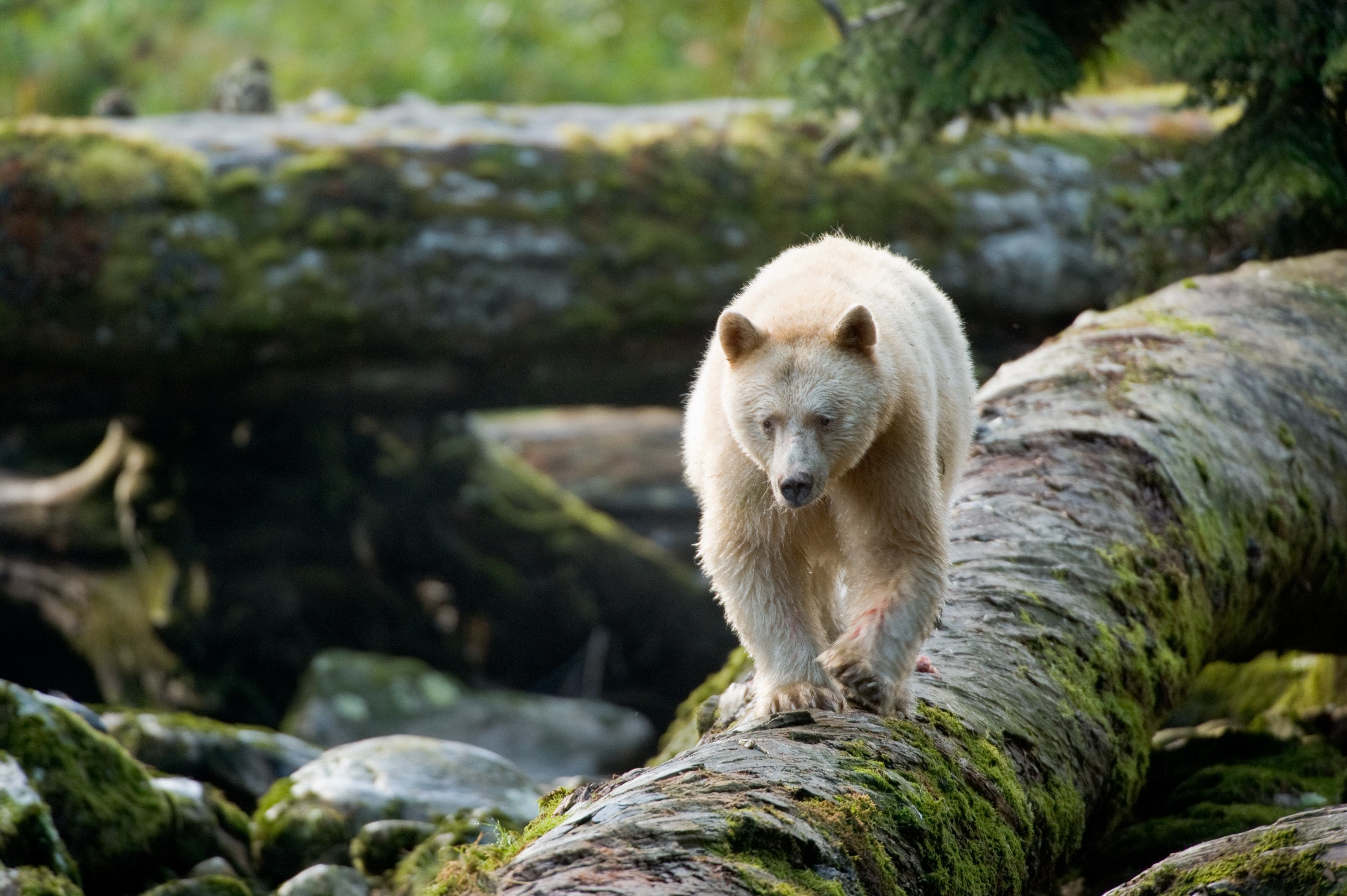 GBR_01_SpiritBearLog