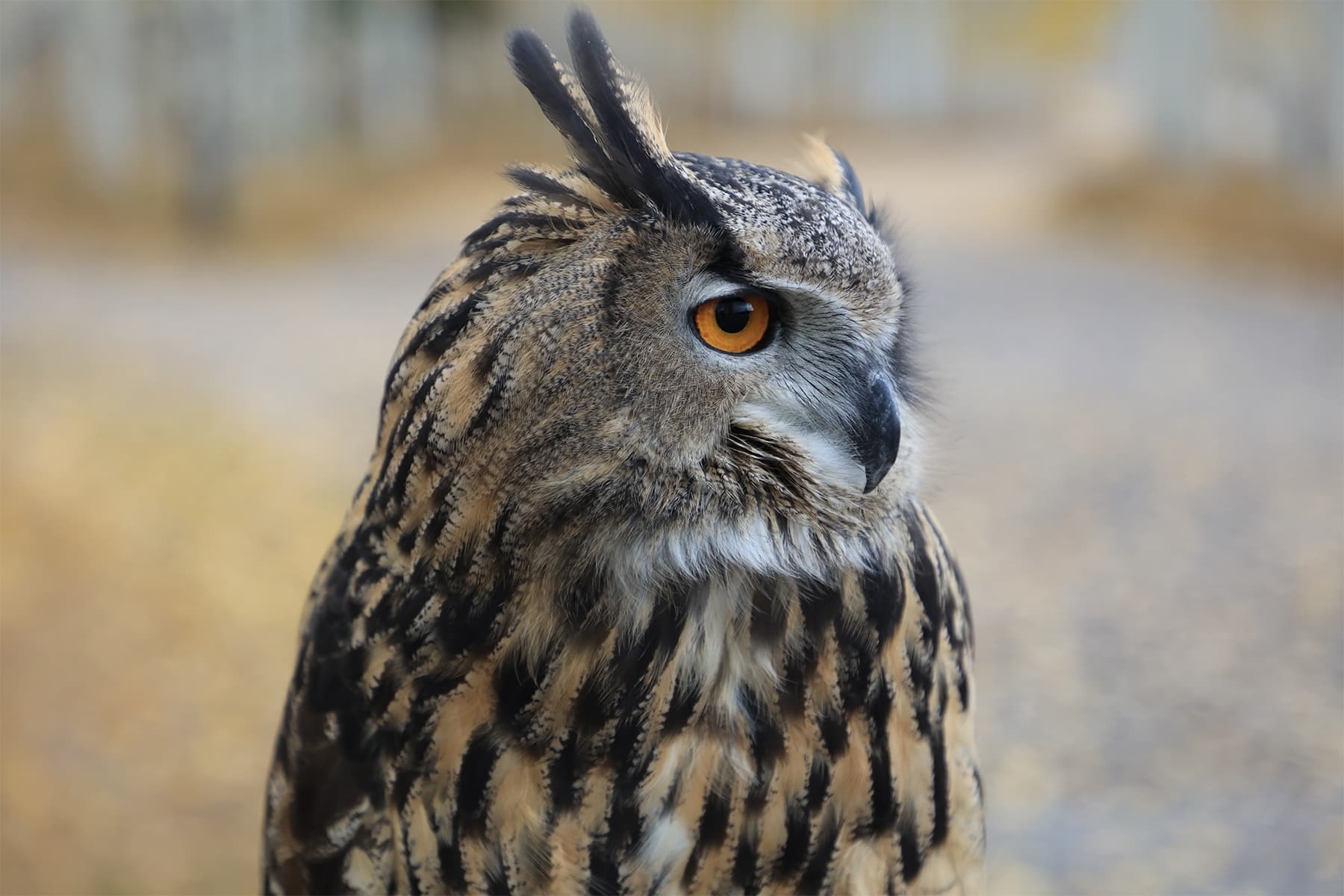 10_IAW_Owl
