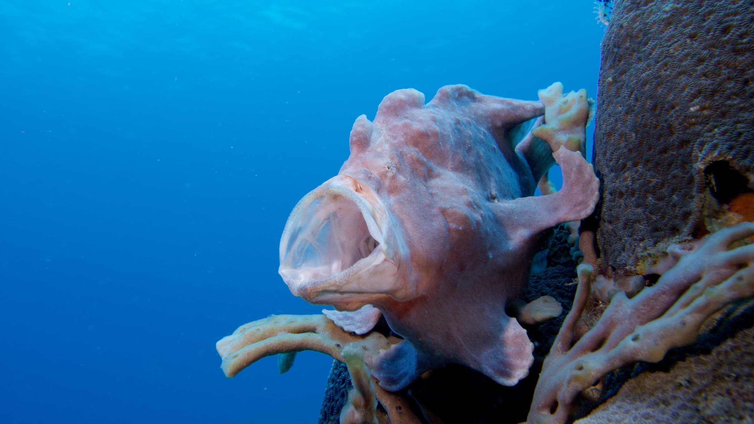 04_SOS_Frogfish - 01