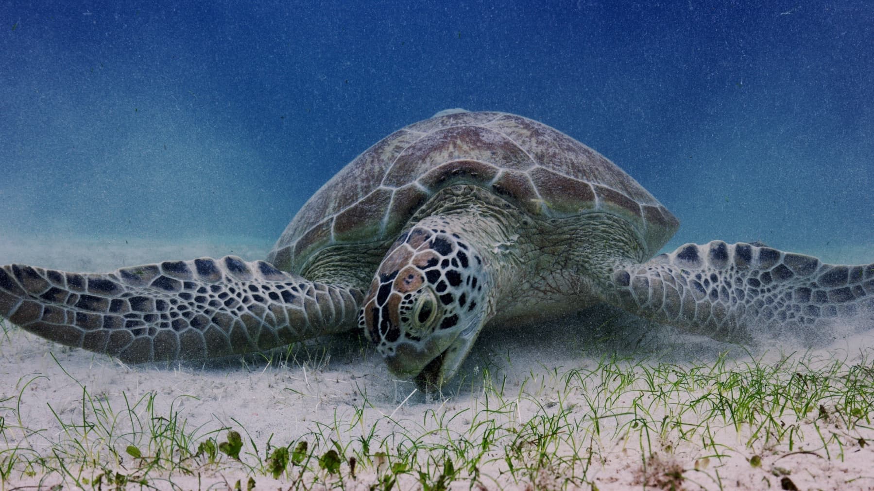 20_SOS_Turtle - 01