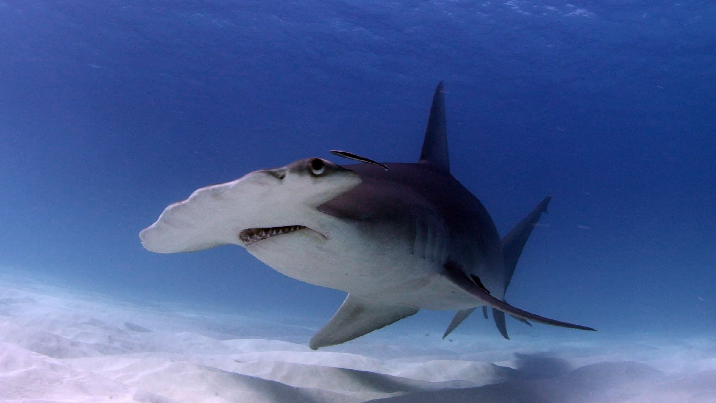 12_SOS_Hammerhead - 01