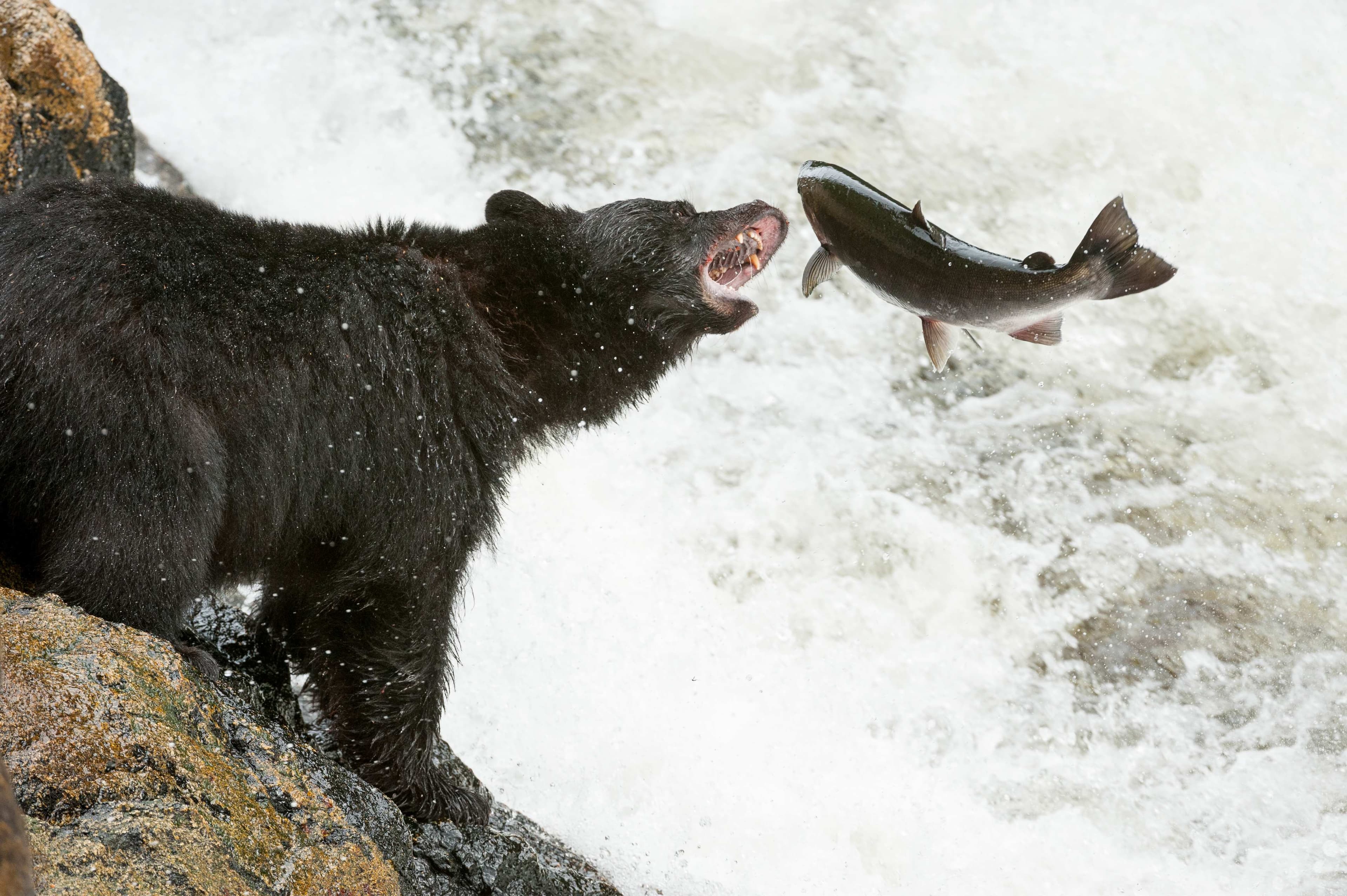 GBR_10_BlackBearSalmon