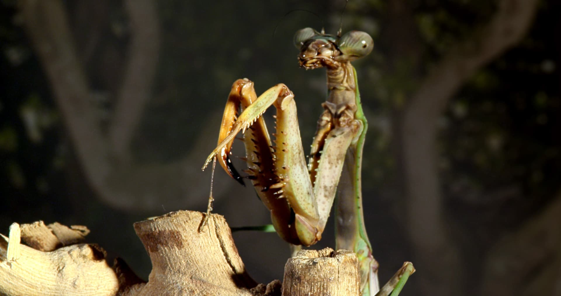 MM3D-PR4-Mantis