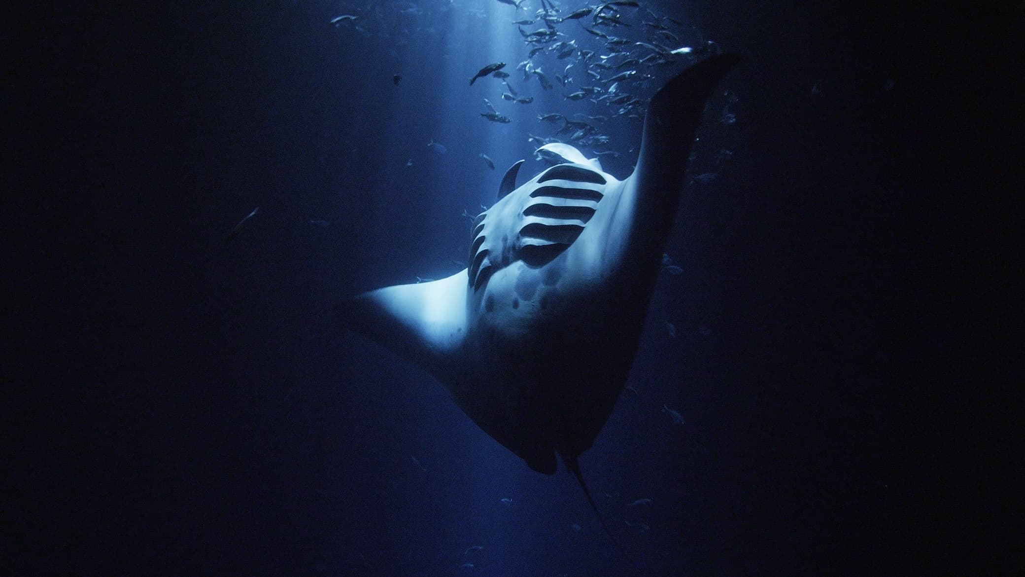 13_SOS_MantaRay - 01