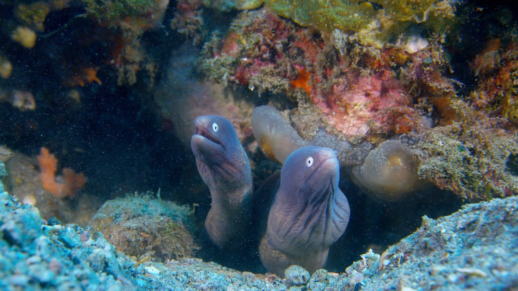 05_SOS_MorayEels - 01