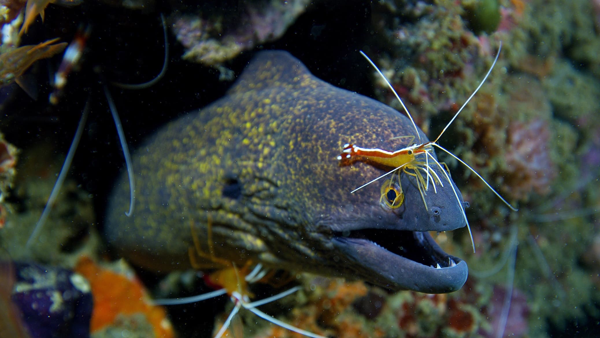 23_SOS_MorayEel - 01