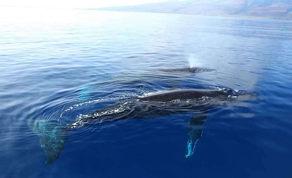 humpbackwhales_image03_surfacewhales