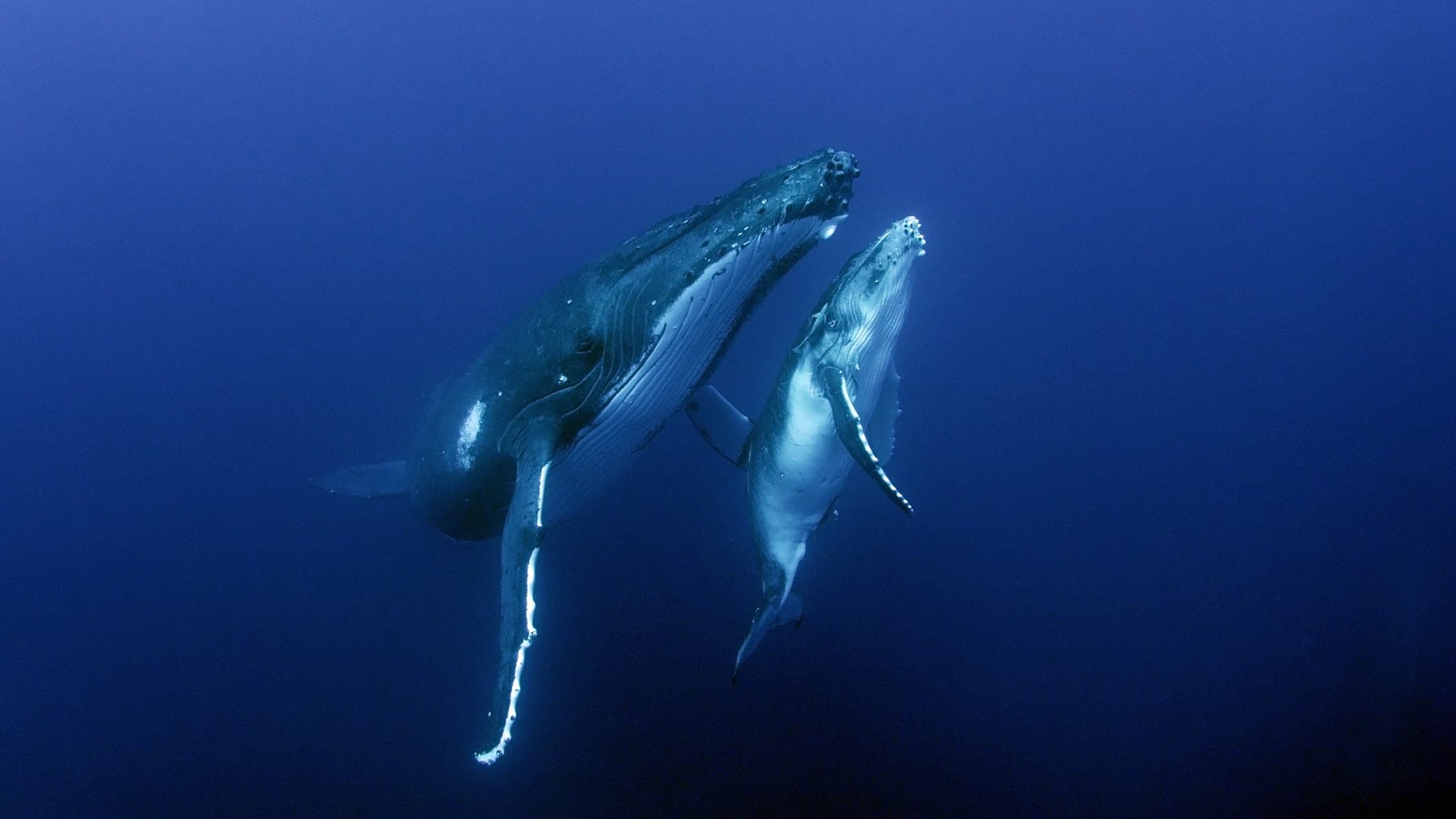 10_SOS_Humpbacks - 01