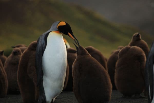 Penguins_Still_01-696-600-450-80