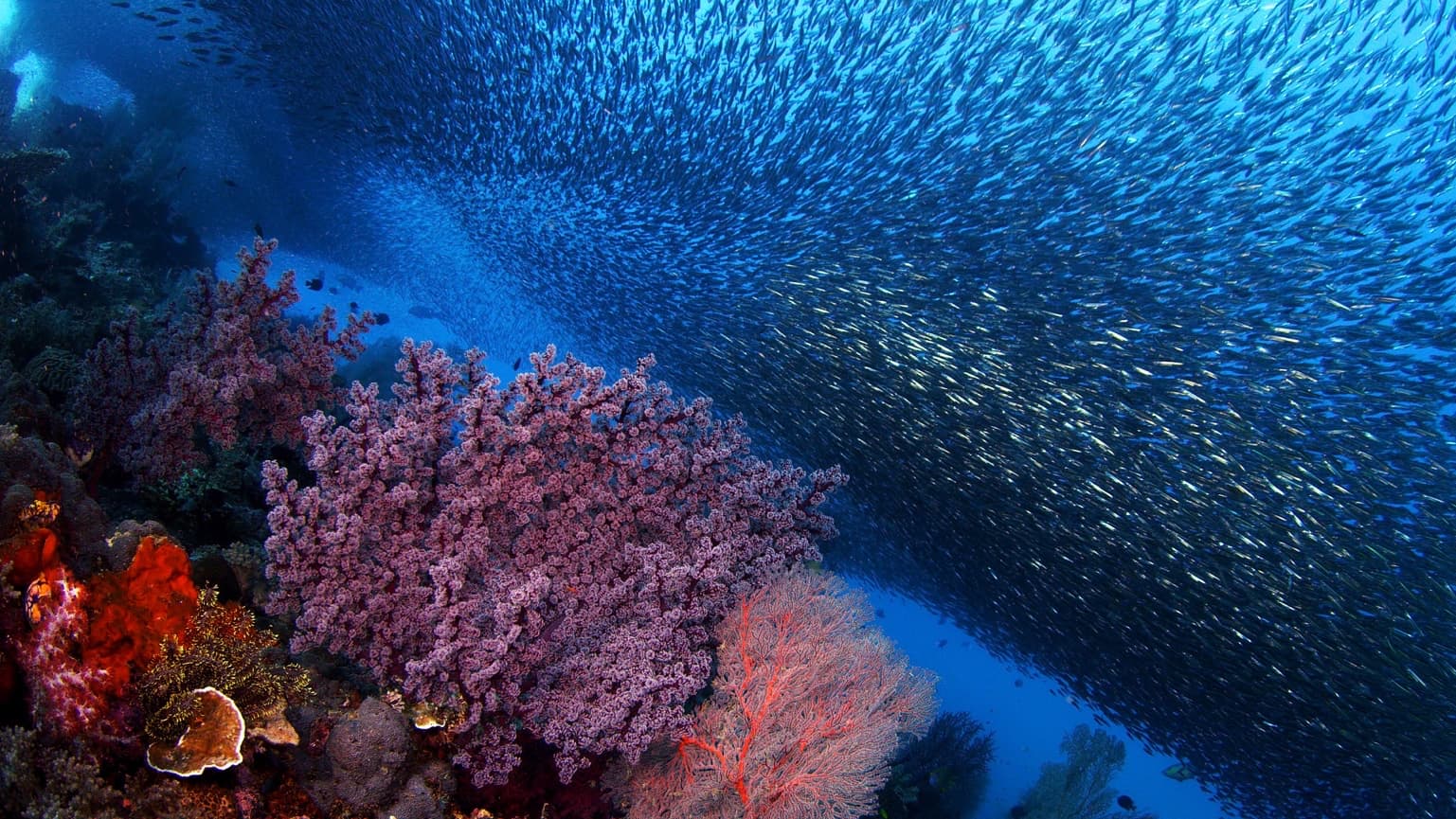 08_SOS_CoralReef - 01