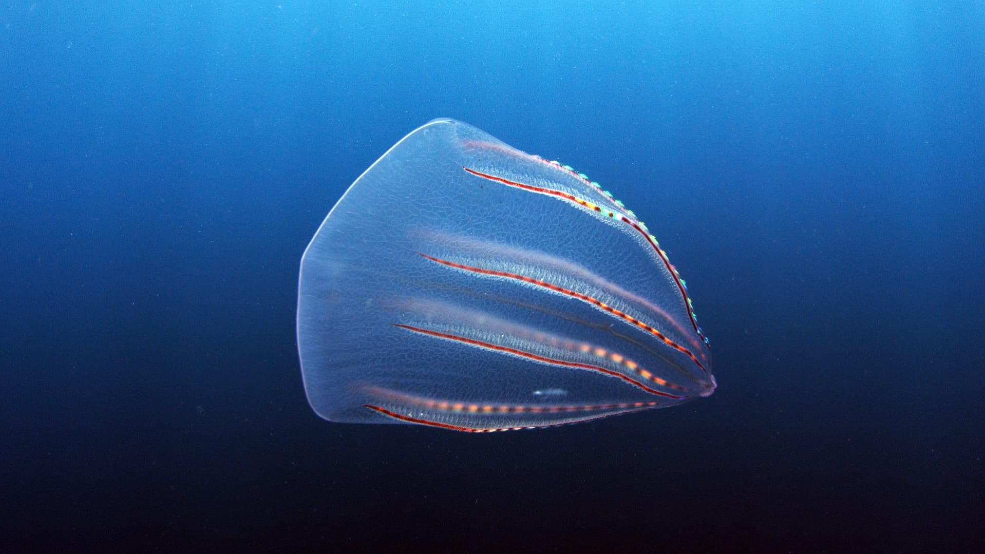 14_SOS_CombJelly - 01