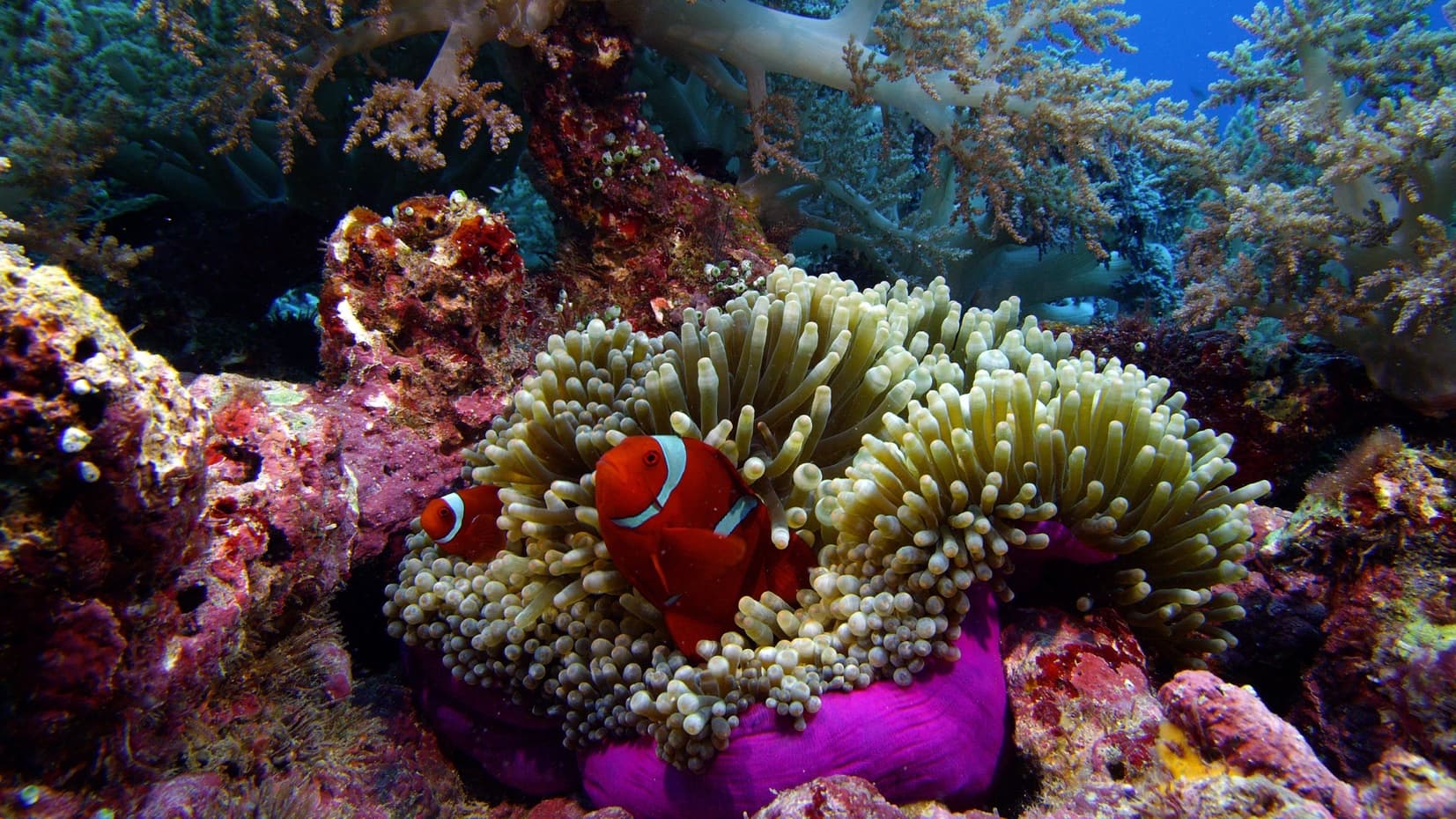 11_SOS_Anemone - 01