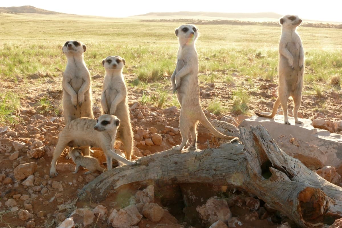 ClanOfTheMeerkat_08