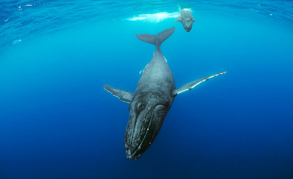 humpbackwhales_image10_mom-calf2