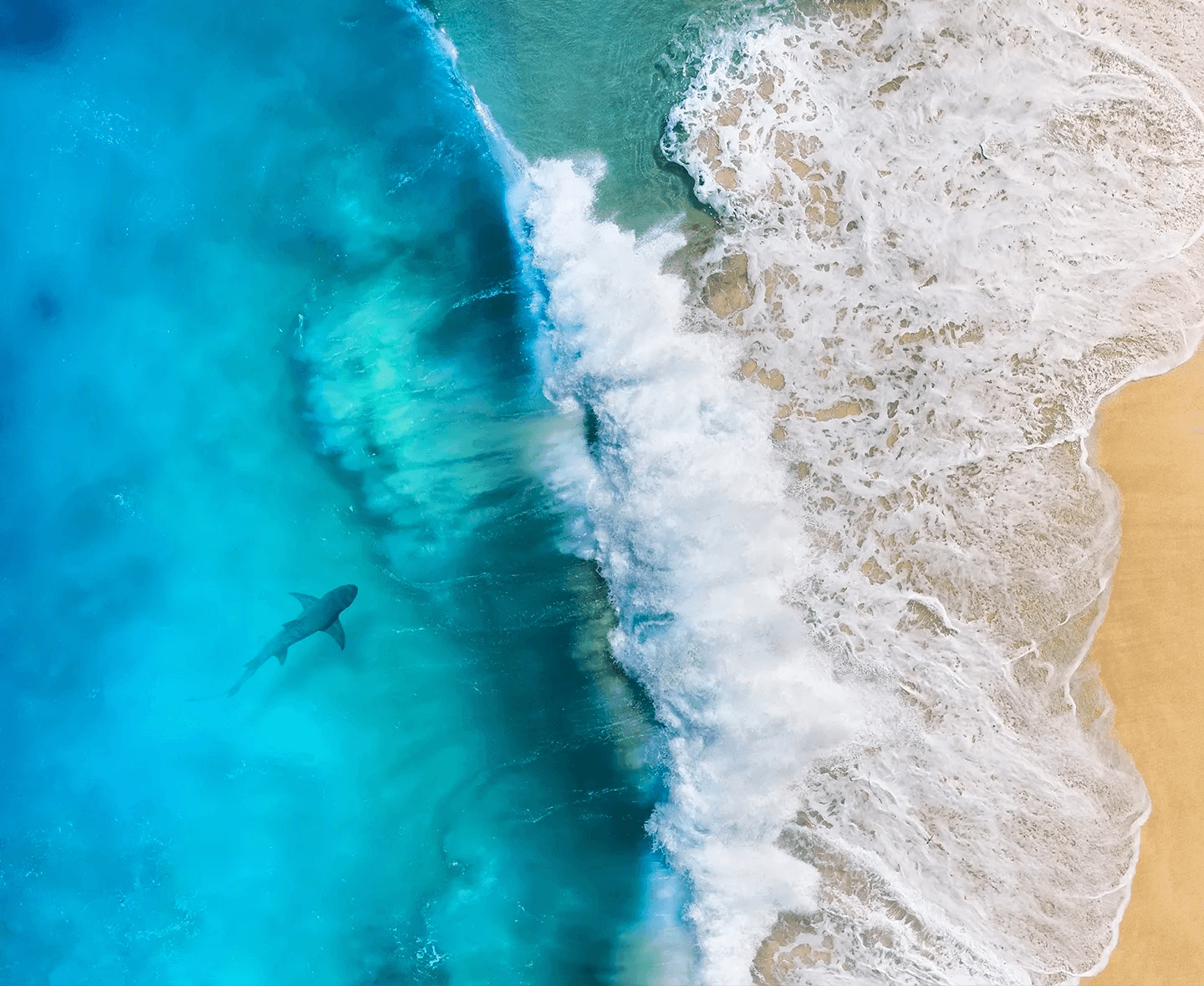 sharks_hero_banner_mobile_15225f8698