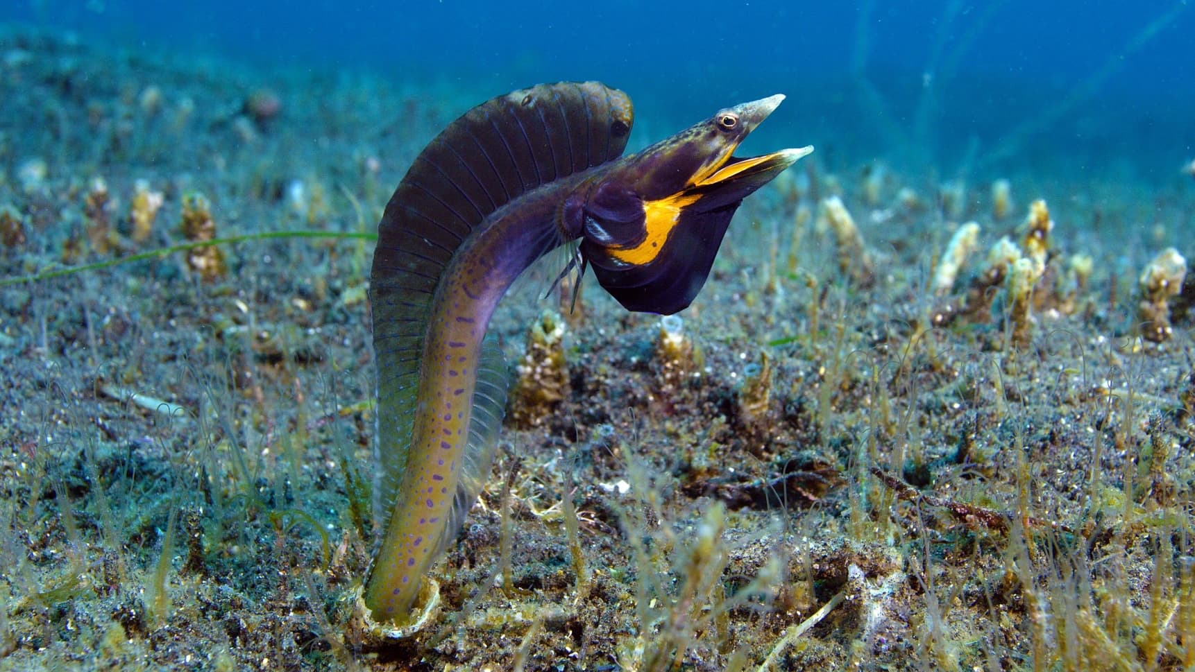 17_SOS_PikeBlenny - 01