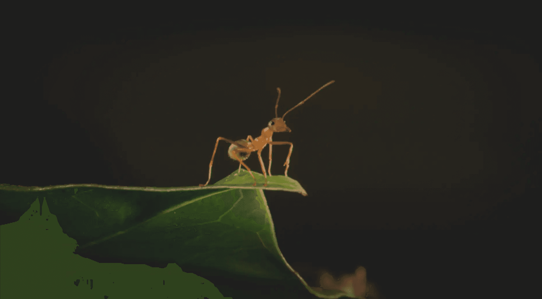 MM3D-PR3-Ant2_1
