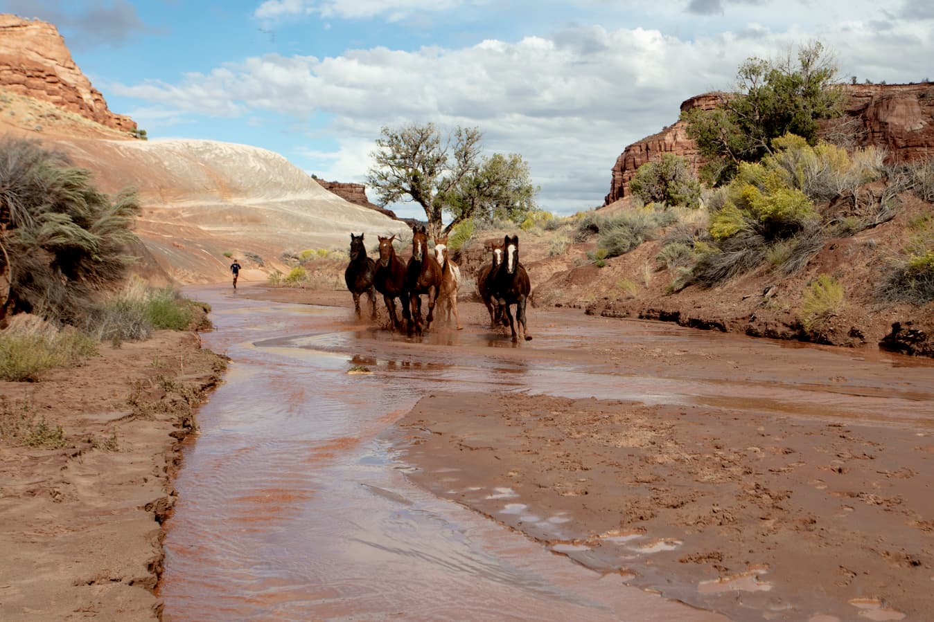 03_IAW_WildHorses