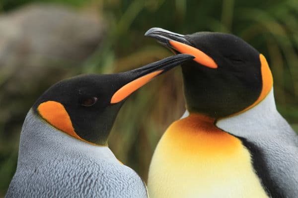 Penguins_Still_02-697-600-450-80