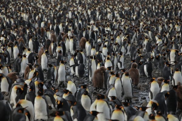 Penguins_Still_03-698-600-450-80