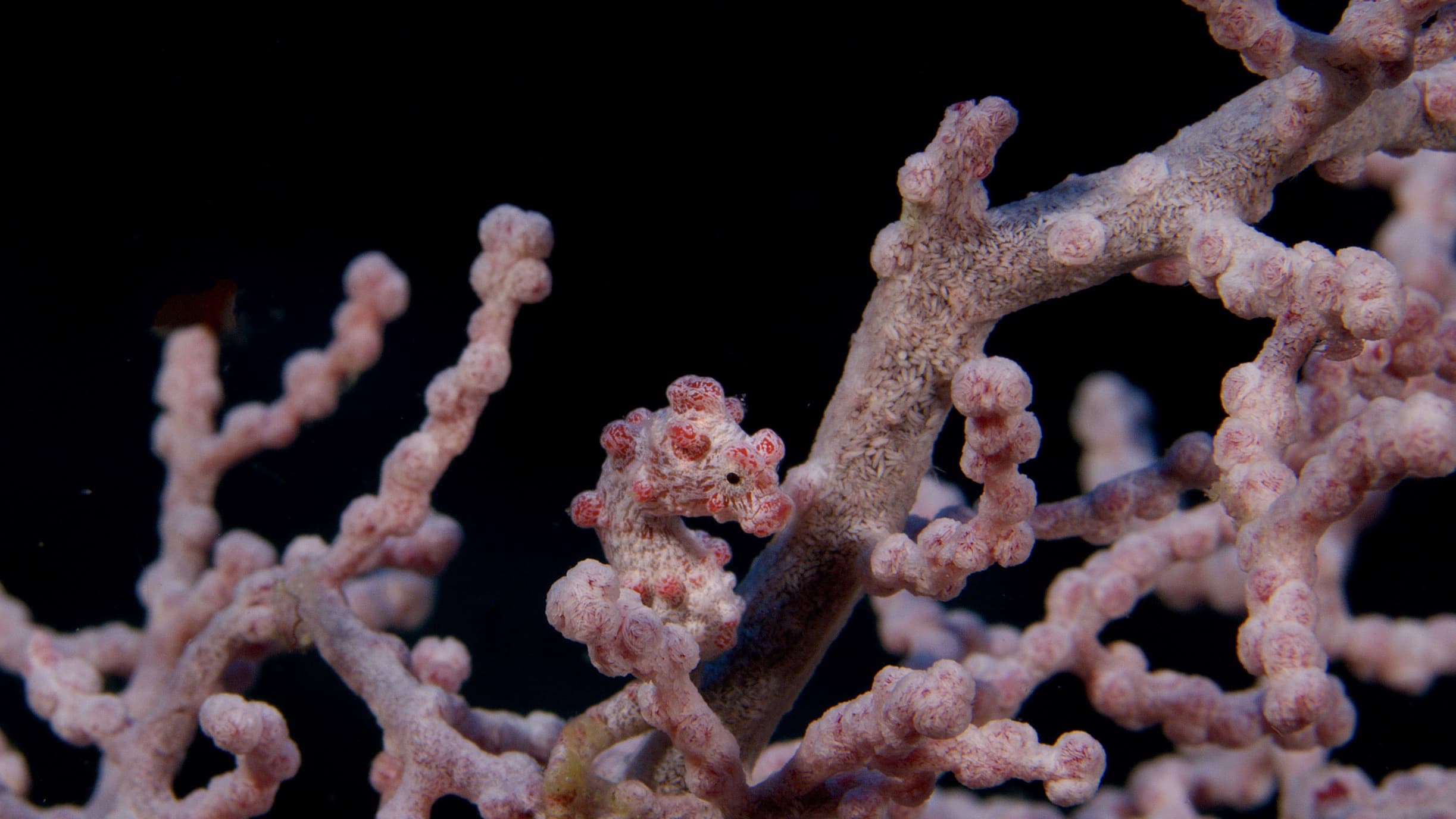 06_SOS_Seahorse - 01