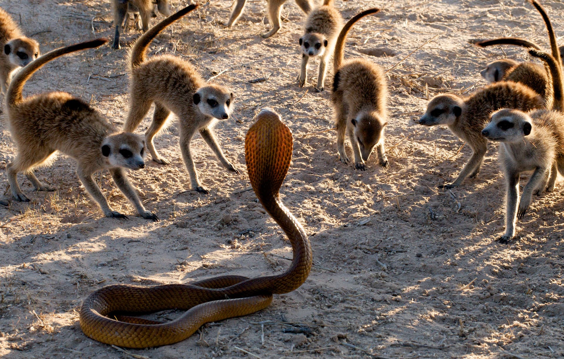Meerkats3D_20-new